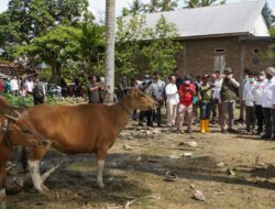 Gerak Cepat Tangani Virus Jembrana di Sulbar, Wamentan Turun ke Lokasi