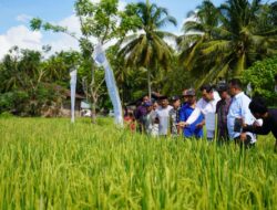 Semua Kabupaten di Sulbar Akan Terima Combine Harvester, Akmal: Mamuju Ditempatkan di Desa Bunde