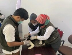 Hari Rabies Sedunia, Vaksinasi 1.881 Ekor HPR di Sulbar