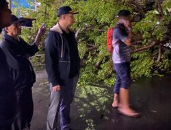Wabup Majene Terjung Langsung Tangani Pohon Tumbang di Jalan Gatot Subroto