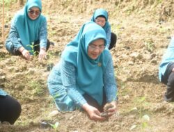 TP-PKK Sulbar Ikuti Gerakan Tanam Cabai Serentak Secara Virtual