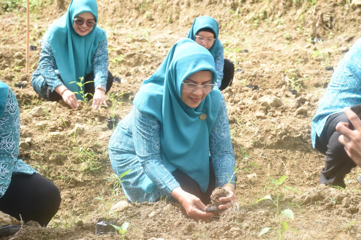 TP-PKK Sulbar Ikuti Gerakan Tanam Cabai Serentak Secara Virtual
