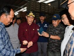 Zudan: Padi Mulai Panen, Pasokan dan Harga Beras di Sulbar Aman