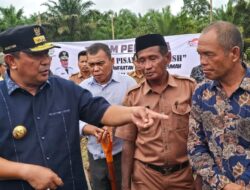 Pisang Cavendish Diminati Warga Sulbar, Pj Bahtiar Tanam Pisang di Pasangkayu