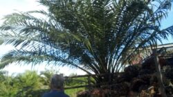 Cerita Pilu Seorang Petani Warga Patulana, Dihadang Intimidasi Kekuasaan Cerita Pilu Seorang Petani Warga Patulana, Dihadang Intimidasi Kekuasaan