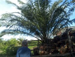 Cerita Pilu Seorang Petani Warga Patulana, Dihadang Intimidasi Kekuasaan