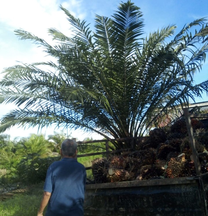 Cerita Pilu Seorang Petani Warga Patulana, Dihadang Intimidasi Kekuasaan