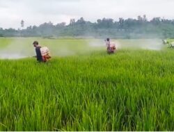 Tujuh Hektar Padi Terkendali dari Serangan Bercak Daun Cokelat di Tommo