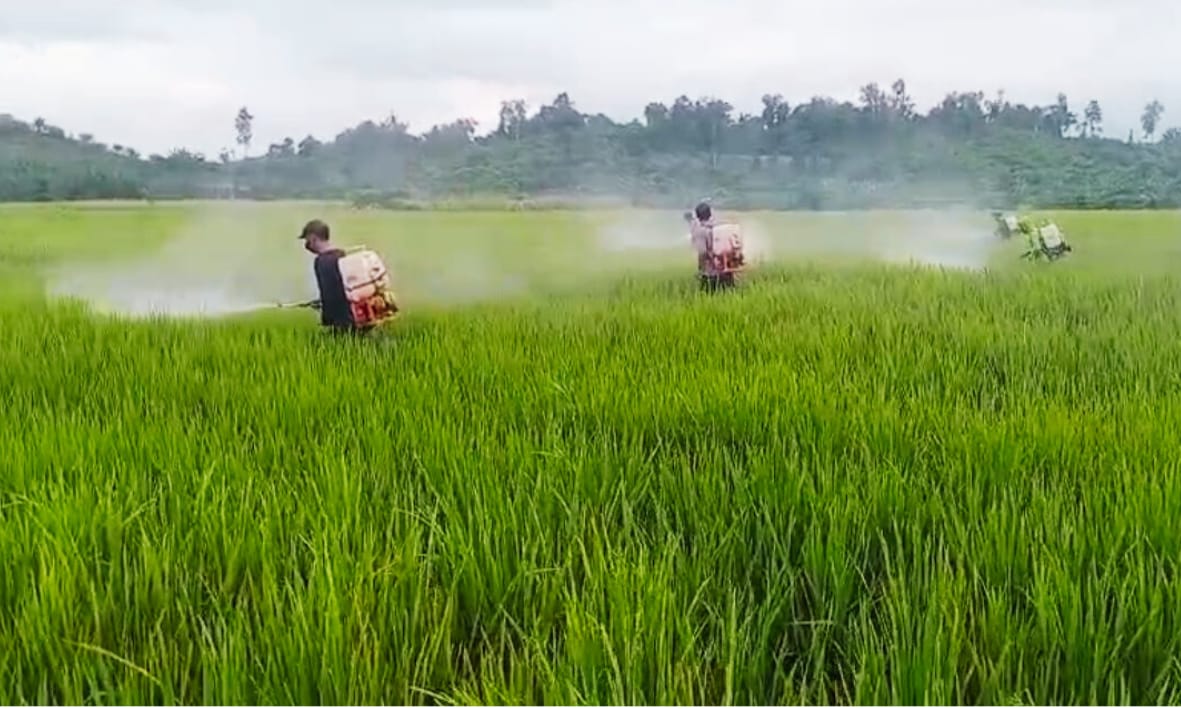 Tujuh Hektar Padi Terkendali dari Serangan Bercak Daun Cokelat di Tommo