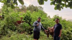 Jelang Hari Raya Idul Adha 1447 Hijriah, Pemkesra Sulbar Sudah Kumpulkan 17 Ekor Sapi